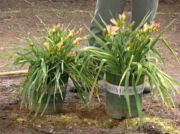 daylilies are signature plant of South daylilies are signature plant of South