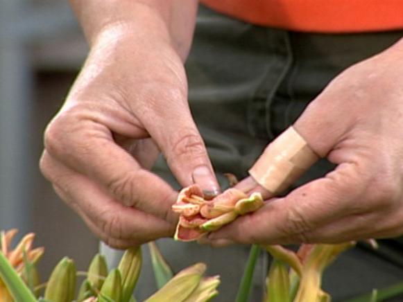 daylilies are easy to grow and are also edible daylilies are easy to grow and are also edible