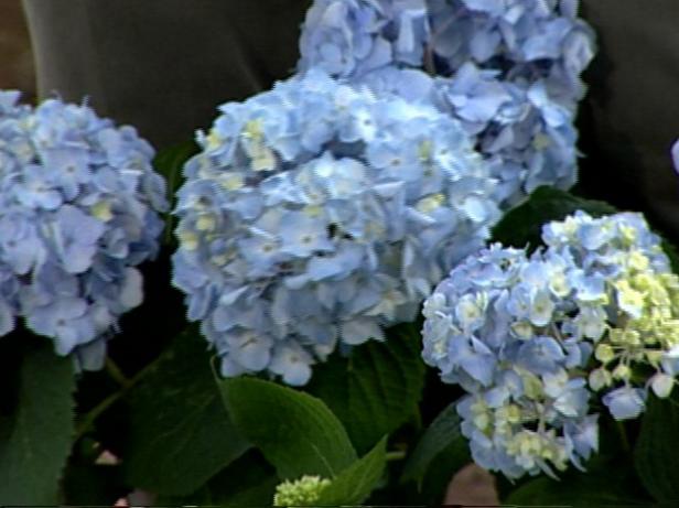 endless summer hydrangea have big blue blooms endless summer hydrangea have big blue blooms