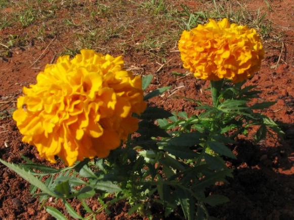 choosing right plants for area choosing right plants for area