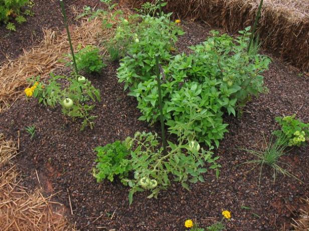 garden tea created by mixing compost and water garden tea created by mixing compost and water