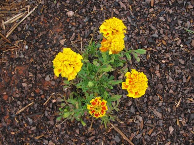 marigolds are rumored to repel nematodes marigolds are rumored to repel nematodes