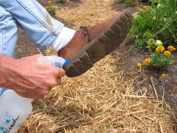bleach mixture on shoes kills soilborne diseases bleach mixture on shoes kills soilborne diseases
