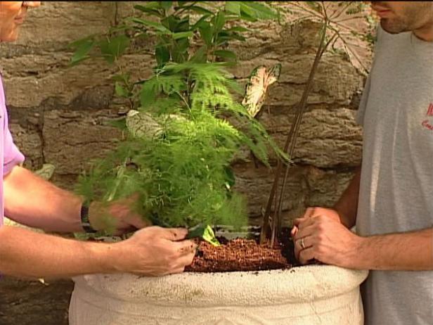 asparagus fern is grown as houseplant asparagus fern is grown as houseplant
