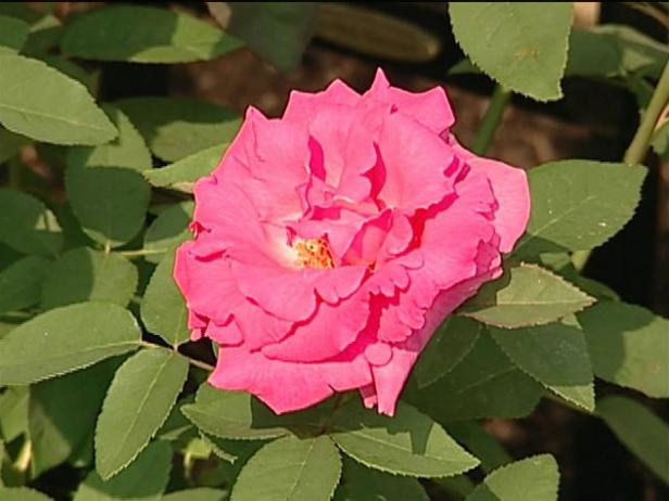 climbing bourbon rose fragrant pink blooms climbing bourbon rose fragrant pink blooms