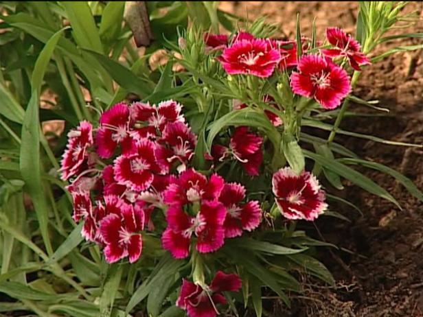 dwarf sweet william has profuse flowers in summer dwarf sweet william has profuse flowers in summer
