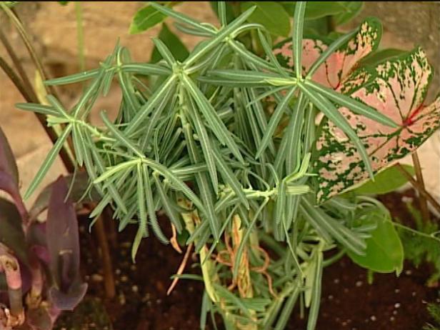 gopher spurge is hardy biennial gopher spurge is hardy biennial