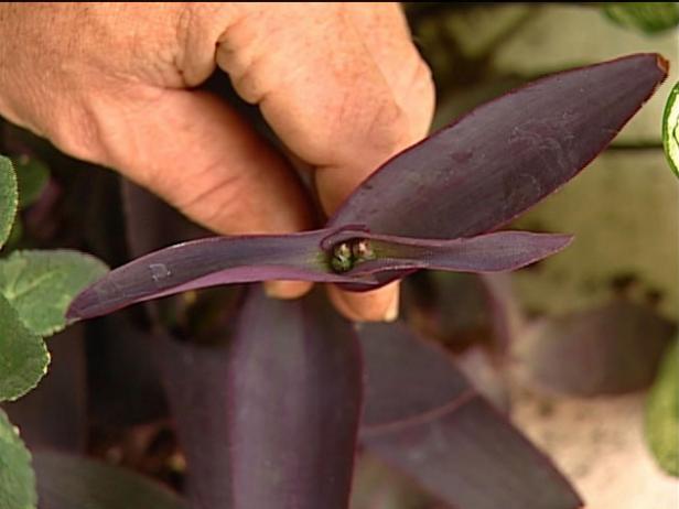 purple heart plant known for deep purple foliage purple heart plant known for deep purple foliage
