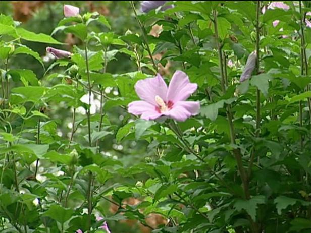 rose of sharon has pink to purple blooms in summer rose of sharon has pink to purple blooms in summer