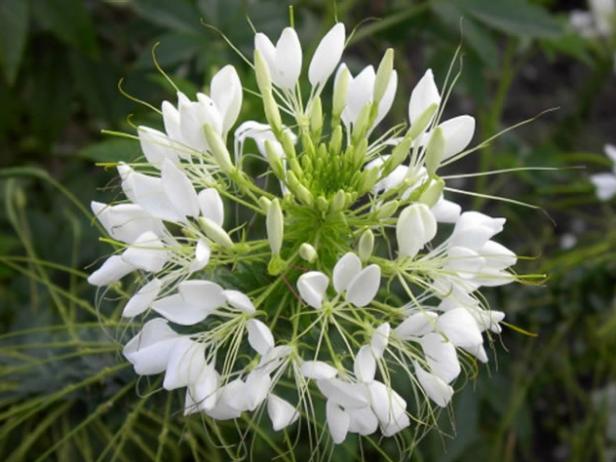 Spider Flower has spider like foliage Spider Flower has spider like foliage