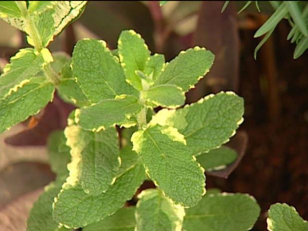 tricolor sage is perennial evergreen herb tricolor sage is perennial evergreen herb