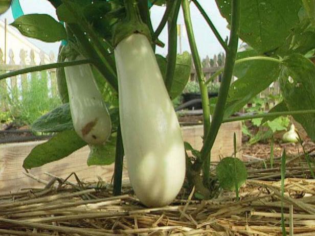 White Casper Eggplant Variety White Casper Eggplant Variety