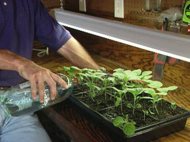 Fertilize Eggplant Seedlings Fertilize Eggplant Seedlings
