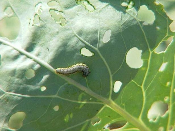 cabbage worms may get on plants cabbage worms may get on plants