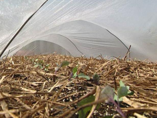 lightweight fabric covers helps with garden pests lightweight fabric covers helps with garden pests