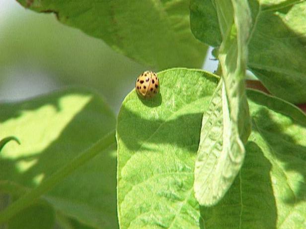 number one pest on bean crops is Mexican beetle number one pest on bean crops is Mexican beetle