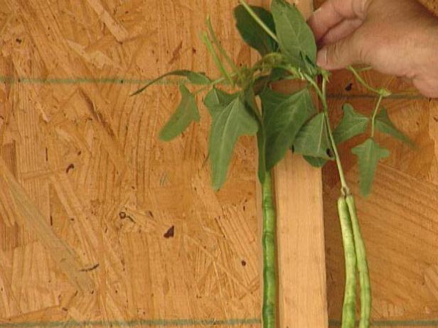 protect beans from inclement weather protect beans from inclement weather