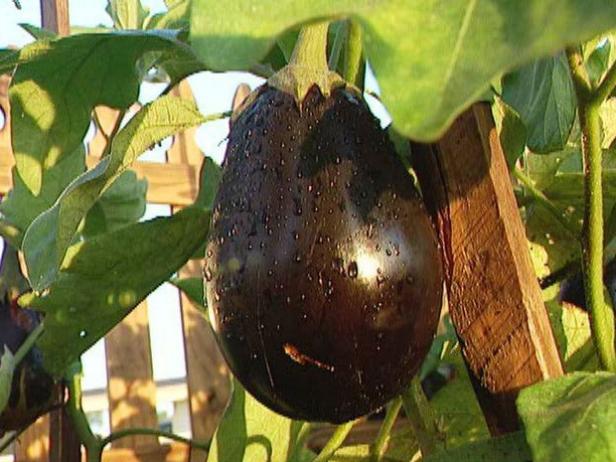 How-To Grow Eggplants How-To Grow Eggplants