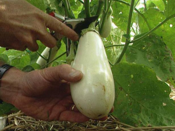 Harvest Eggplant with Pruning Shears Harvest Eggplant with Pruning Shears