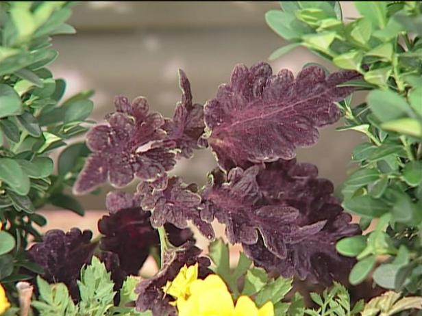 coleus has brightly colored foliage coleus has brightly colored foliage