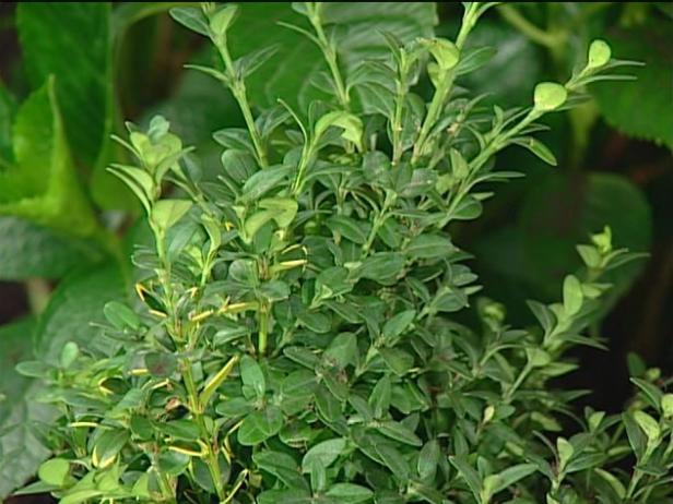 green mountain boxwood keeps green color in winter green mountain boxwood keeps green color in winter
