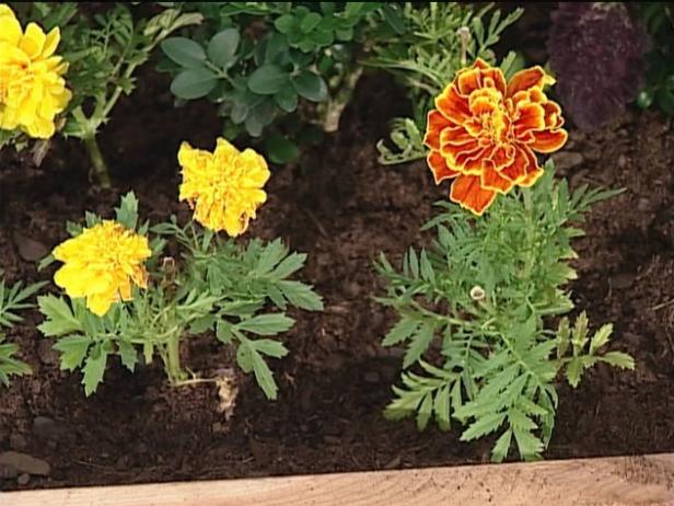 marigold safari has carnation like double flowers marigold safari has carnation like double flowers