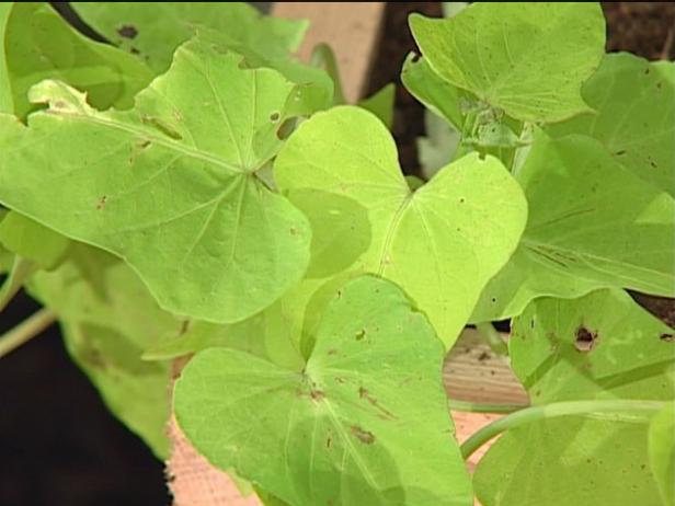 ornamental sweet potato vine is heart shaped ornamental sweet potato vine is heart shaped