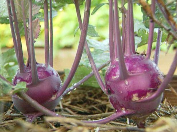 kohlrabi is member of mustard family kohlrabi is member of mustard family