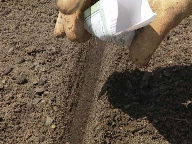 sow seeds very shallow sow seeds very shallow