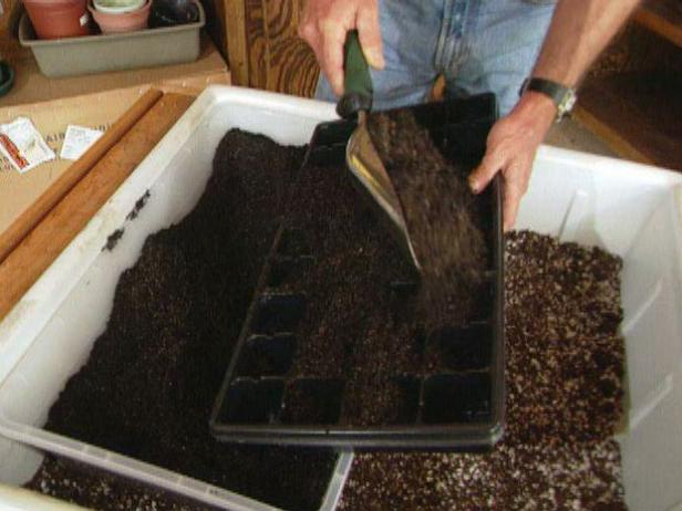 Start Eggplant Seeds Indoors Start Eggplant Seeds Indoors