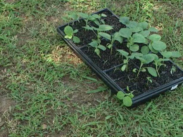 Gradually Introduce Eggplant Seedlings to the Outdoors Gradually Introduce Eggplant Seedlings to the Outdoors