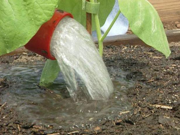 transplant seedlings and water well transplant seedlings and water well