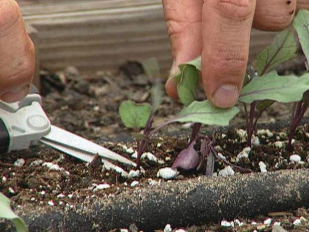 make sure kohlrabi seedlings are properly spaced make sure kohlrabi seedlings are properly spaced