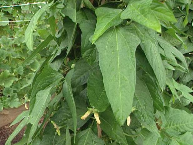 thin seedlings to two or three per pole thin seedlings to two or three per pole