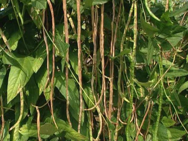 save bean as seed to be planted next summer save bean as seed to be planted next summer