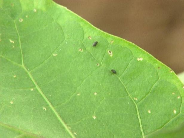 eggplant often plays host to insect pests eggplant often plays host to insect pests
