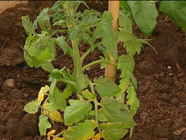 big boy tomato is old fashioned, popular hybrid big boy tomato is old fashioned, popular hybrid