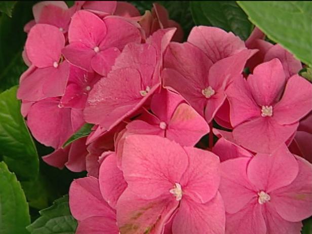 bigleaf hydrangea is old fashioned deciduous shrub bigleaf hydrangea is old fashioned deciduous shrub