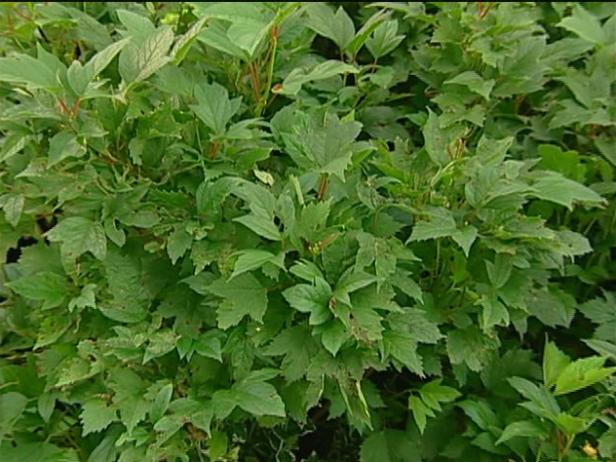 dwarf alfredo vibernum has long lasting drupes dwarf alfredo vibernum has long lasting drupes