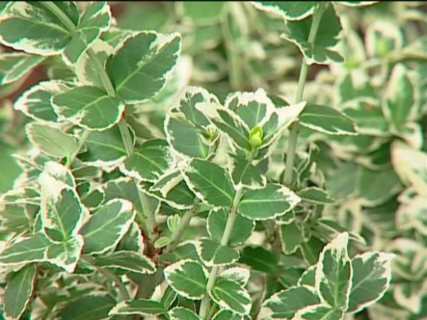 emerald gaiety euonymus has cascading habit emerald gaiety euonymus has cascading habit