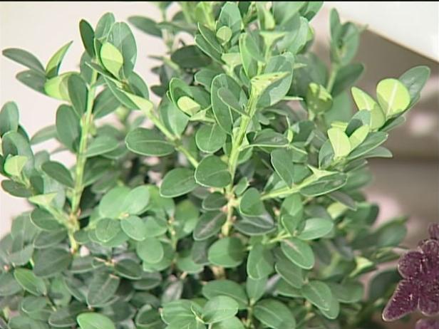 green velvet boxwood has rounded habit green velvet boxwood has rounded habit