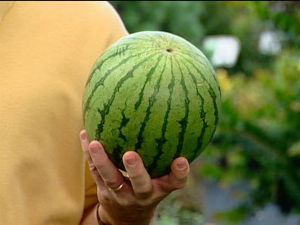 icebox watermelon has round shape with dark rind icebox watermelon has round shape with dark rind