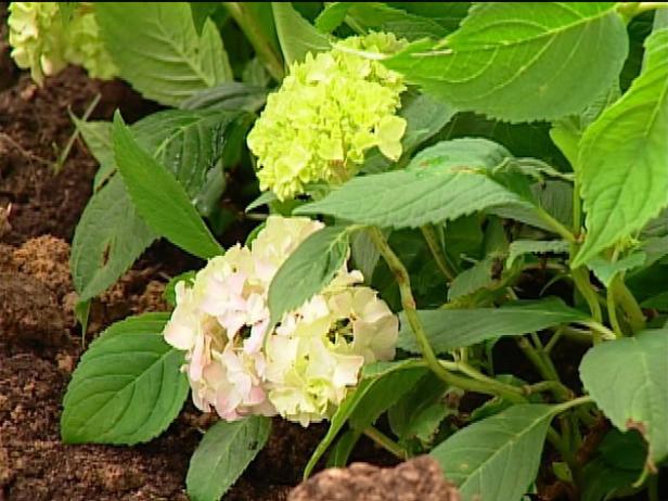 nikko blue hydrangea has showy blue flowers nikko blue hydrangea has showy blue flowers