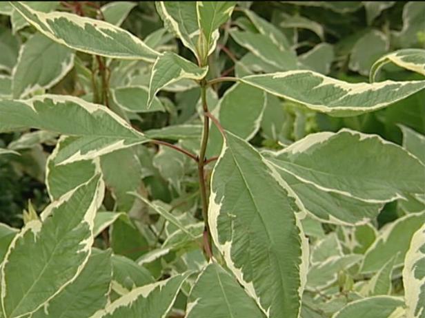 variegated red twig dogwood has red stems variegated red twig dogwood has red stems