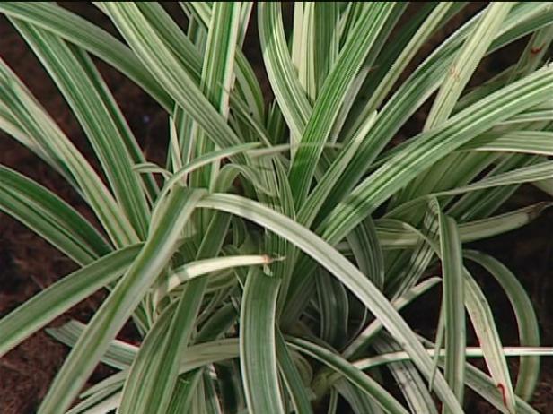 variegated lily turf has linear foliage variegated lily turf has linear foliage