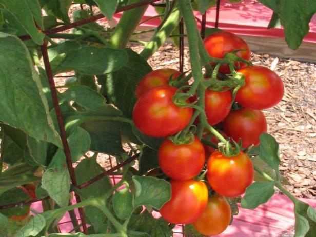 Harvest Your Homegrown Tomatoes Harvest Your Homegrown Tomatoes