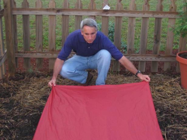 To increase yields, many tomato gardeners add a layer of reflective red plastic, called red mulch, to the surface of the soil before planting.
