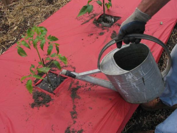 Water Tomatoes and Deep Frequently Keep Tomato Plants Watered Well