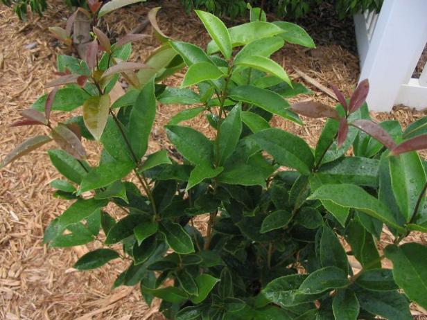 tea olive sweet smell will complement savory herbs tea olive sweet smell will complement savory herbs