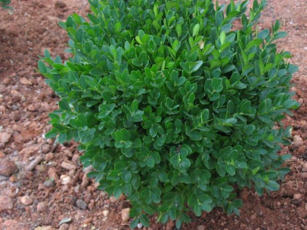 low hedge of boxwood enhances herb garden low hedge of boxwood enhances herb garden